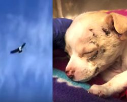 Construction Workers Hear A Puppy’s Cries From Above Just As A Hawk Drops Him