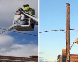 Verizon Suspended Him For 3 Weeks Without Pay After Rescuing A Cat From Utility Pole