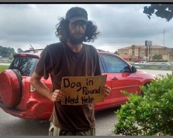 Homeless Man Stands Outside Walmart Pleading For Help For His Dog, Then Woman Comes To His Rescue
