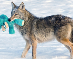 Photographer Captures Moment That Proves Wild Animals Aren’t So Different From Our Pets