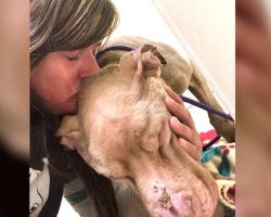 Woman Cradles Shelter Dog In Her Arms Overnight So He Won’t Die Alone