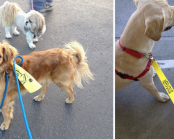 What It Means When You See Dogs Wearing Yellow Ribbons Or Leashes
