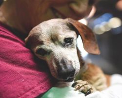 18-Year-Old Blind Dachshund Dumped At Shelter Clings To First Person Who Shows Her Love