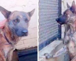 Sad Street Dog About To Be Put Down For Aggressiveness, Now Wishes For A Miracle