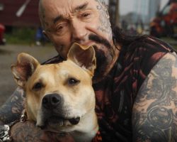 American biker gang destroys dog fight rings and rescues animals from violent owners