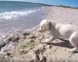 Pup Gets Angry At The Ocean For Ruining The Nice Hole He Just Dug