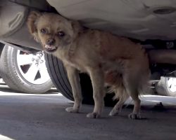 Stray Puts Up A Fight, But That Quickly Changes Once In The Lap Of Her Rescuer