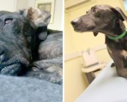 Dog Spends 9 Years In Shelter & Never Gets Picked, Cries As She Waits For A Home