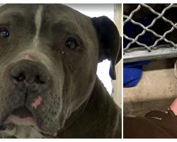 Dog Is In Tears After Family Leaves Him at High-Kill Shelter, Then a Hero Comes To Dry Them