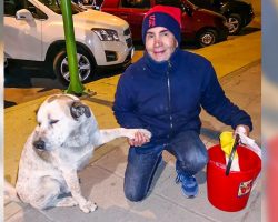 A Bolivian man found a way to save stray dogs from hunger, and we can do this in every city for free