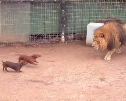 Tiny Wiener Dog And Massive Lion Come Face-To-Face, The Lion’s Next Move Is Going Viral
