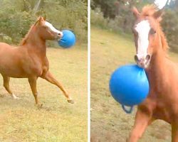 Horse Ditches Friends & Plays Alone With Favorite Ball, Friends Stare In Wonder
