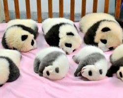 Cute Baby Pandas In Daycare Center Is Exactly What You Need To Brighten Your Day