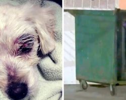 Dog Tied, Beaten Up & Left To Die In Dumpster, $20000 Reward Set For Any Info