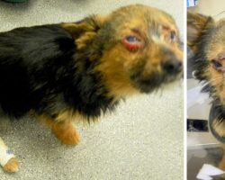 Teens Beat Tiny Dog & Feed Him Drugs, Then Set Him On Fire & Dump Him In Trash