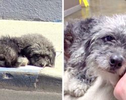 Abandoned Dog Slept On The Sidewalk Waiting For Someone To Rescue Her