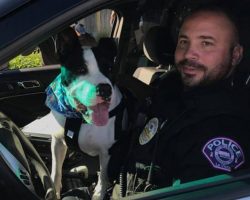 Cops Take Shelter Dogs On Rides Around Town To Increase Their Chances Of Adoption