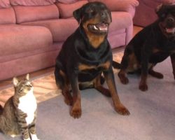 Cat Started Copying This Famous Dog Trick. So Dad Decided To Capture Her Antics On Film