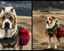 This Cat And Dog Love Traveling Together, And Their Pictures Are Absolutely Epic