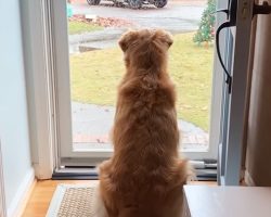 How This Dog Reacted To Local Mailmen Had Mom In Stitches, So She Had To Record It