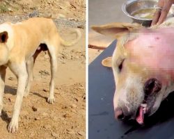 The Sad Story Behind Dog’s Weird Appearance Is Breaking Everyone’s Hearts