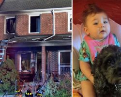 Mom can’t save baby from burning building, dog sacrifices his body to save baby’s life