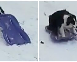 Snow-Obsessed Dog Tired Of Waiting For Mom Takes Herself Sledding
