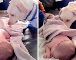Dog Senses The Baby Must Be Freezing, So He Decides To Do Something About It