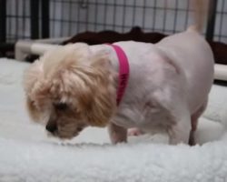 Dog Who Spent Her Whole Life In A Metal Cage Feels A Soft Bed For The First Time