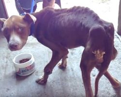Dog Whose Owner ‘Forgot’ To Feed Him In Disbelief When Rescuers Give Him Food