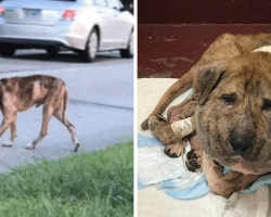 Rescued Dog With Shoelaces Tightly Wrapped Around Neck And Riddled With Pellets Finds New Life