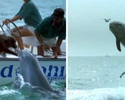 Dolphin Goes In For A Kiss From A Dog And Then Jumps For Joy