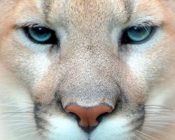 The Eastern Puma Has Been Declared Extinct, As Humans Destroy Their Wild Habitat