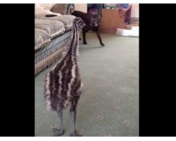 Baby Emu Loses It When The Dog Walks In The Room For The First Time