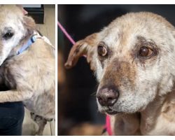 Old Dog Dumped at Vet to be Euthanized. Then They Realized What He Really Wanted