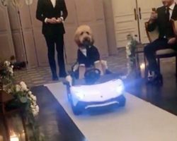 Debonair Doodle Stole The Show As He Drove Down Aisle At His Humans’ Wedding