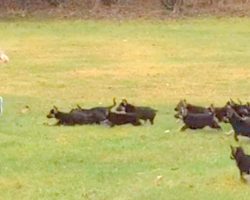 German Shepherd puppies see little girl, launch the cutest puppy-attack ever