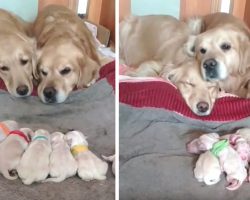 Golden Retriever Parents Adorably Watch Over Their Newborn Pups
