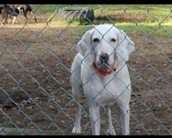 Dog Returned To Shelter 11 Times Before Staff Realizes He’d Already Found His Forever Home