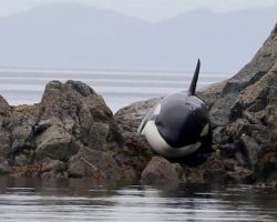 Beachgoers rush to help baby orca when they hear her cries. Then they learn her fate.
