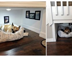 This Man Built His Dog A Bedroom Under The Stairs And The Details Are Impressive
