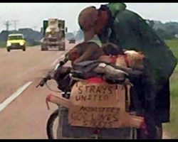 She Sees A Homeless Man Pull A Cart Of Dogs With His Bike. Then She Stops And Changes His Life Forever