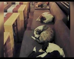 Instead Of Chasing Them Away, This Coffee Shop Opens Its Doors To Stray Dogs Each Night