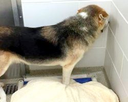 Shelter Couldn’t Figure Out Why This Dog Kept Hiding His Face- Until The Family Walked In