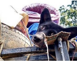 Van Has A Dog Tied To Its Roof, When She Confronted Driver Her Soul Shattered