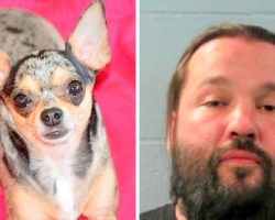 Man Shoots & Kills Chihuahua For Using Family Bathroom, Faces Multiple Charges