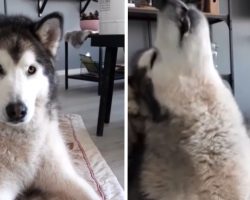 Malamute Knows Exactly When To Come In On ‘If You’re Happy And You Know It’