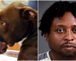 Justice For Caitlyn: Animal Abuser Will Spend 15 Years In Prison