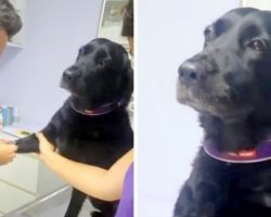 Dog Gets A Shot Without Any Fussing, Her Stoic Pose Makes Her A Viral Hero