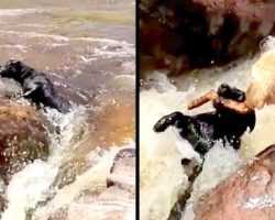 Labrador Sees Friend Drifting In The Rapids, Quickly Grabs Stick To Save Him